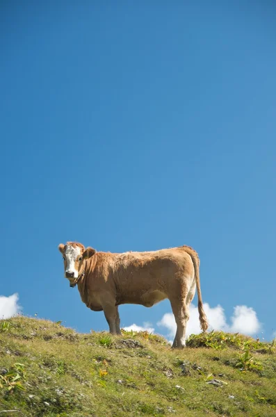 Cow in the swiss alps — Stock Photo, Image