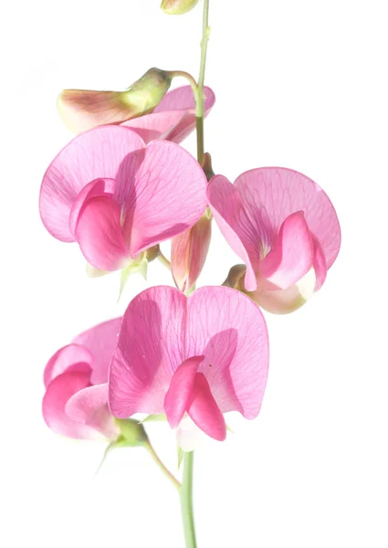 Krásné květinové designový prvek — Stock fotografie