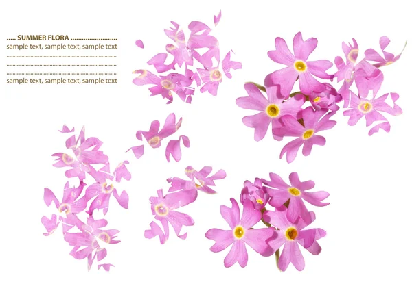 Precioso elemento de diseño floral —  Fotos de Stock