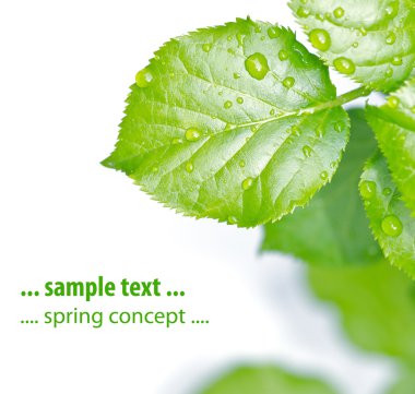 Springs leaves clipart