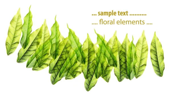 Schönes florales Design-Element — Stockfoto