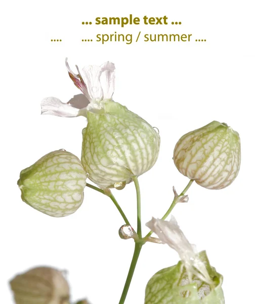 Flora de verano sobre fondo blanco —  Fotos de Stock