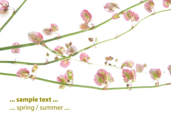 Lovely floral design element — Stock Photo, Image