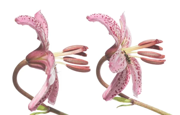 Krásné květinové detaily a prvky návrhu — Stock fotografie
