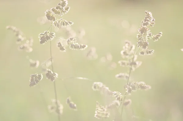 Flora bakgrund (mycket kort skärpedjup) — Stockfoto
