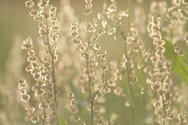 Flora Hintergrund (sehr geringe Schärfentiefe) — Stockfoto