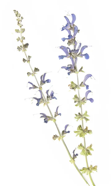 Mooie bloemen ontwerpelement — Stockfoto