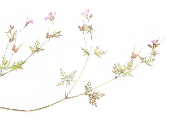 Flora prensada. elementos de diseño encantador . — Foto de Stock