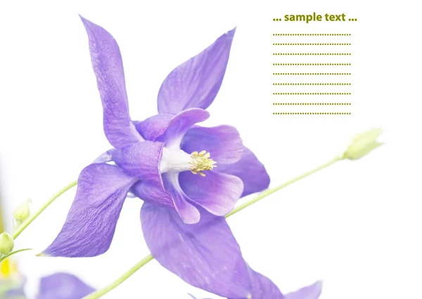 Floral design elemek, fehér háttér — Stock Fotó
