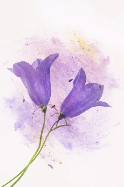 Krásné květinové ilustrace — Stock fotografie