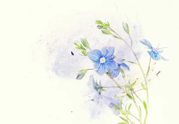 Υπέροχη εικονογράφηση floral — Φωτογραφία Αρχείου