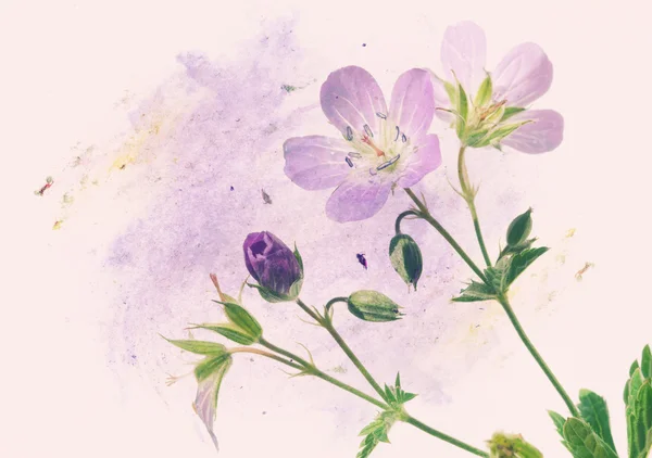 Linda ilustração floral — Fotografia de Stock