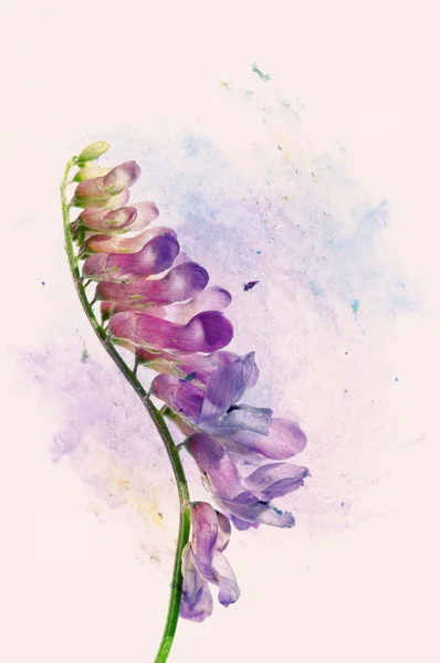 Belle illustration florale — Photo