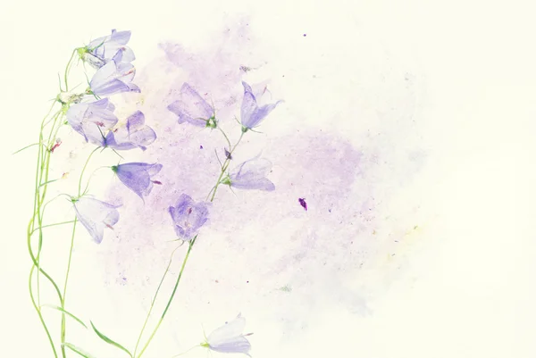 Mooie bloemen illustratie — Stockfoto