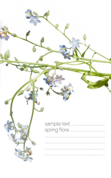 Flora vor weißem Hintergrund — Stockfoto