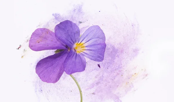 Mooie bloemen detail en design element — Stockfoto