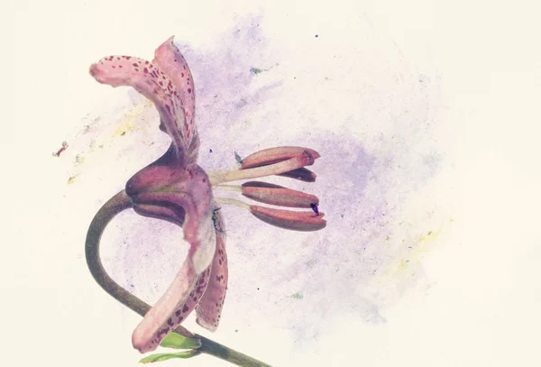 素敵な花の細部および設計要素 — ストック写真