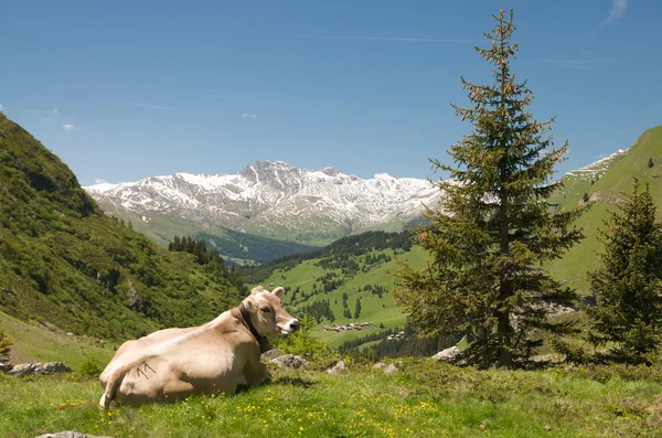 Paisagem alpina com vaca — Fotografia de Stock