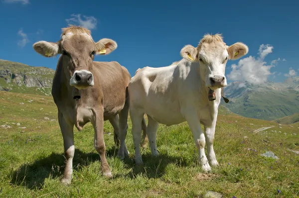 Ελβετικό αγελάδες — Φωτογραφία Αρχείου