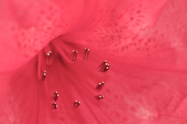 Bahar flora yukarıya kapatmak