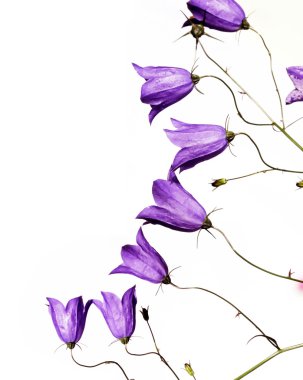 Flora beyaz bir arka plana dayanır. kullanışlı tasarım öğesi