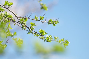 güzel bahar flora