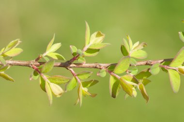 güzel bahar flora