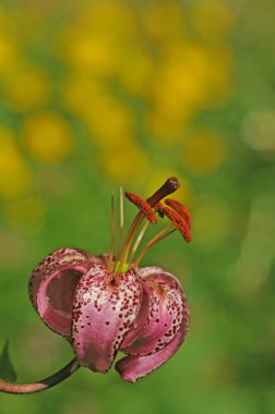 güzel bahar flora