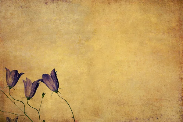 Grunge 背景与花卉元素 — 图库照片