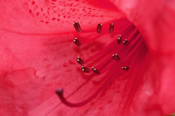 Spring flora up close — Stock Photo, Image