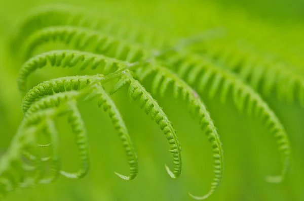 蕨类植物 (浅景深) — 图库照片