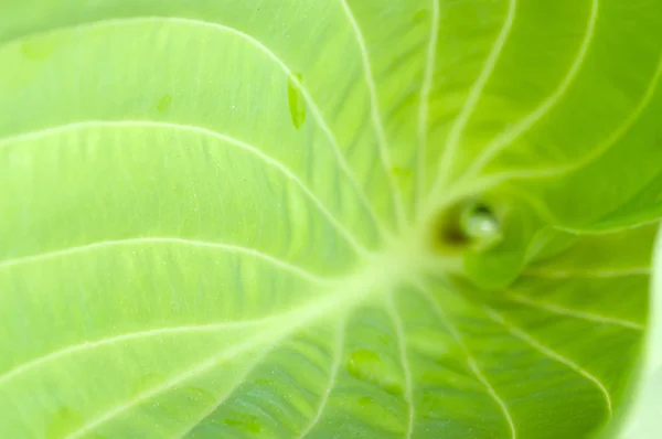 활기찬 잎 배경 — 스톡 사진
