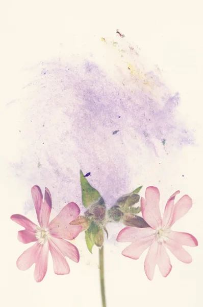 Barevné ilustrace s květinové prvky. užitečné designový prvek. — Stock fotografie