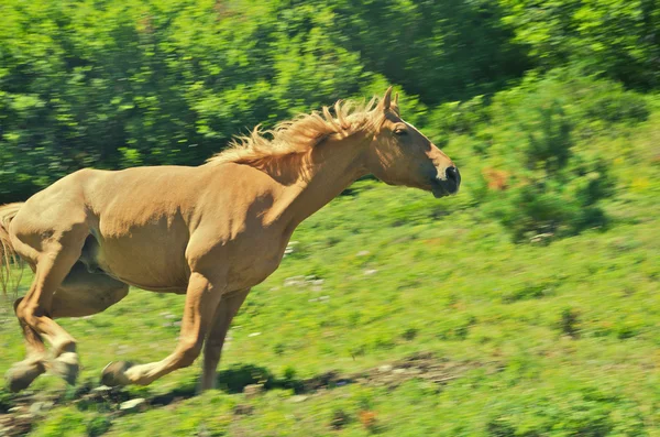 Śliczny brązowy koń w Alpach Szwajcarskich — Zdjęcie stockowe