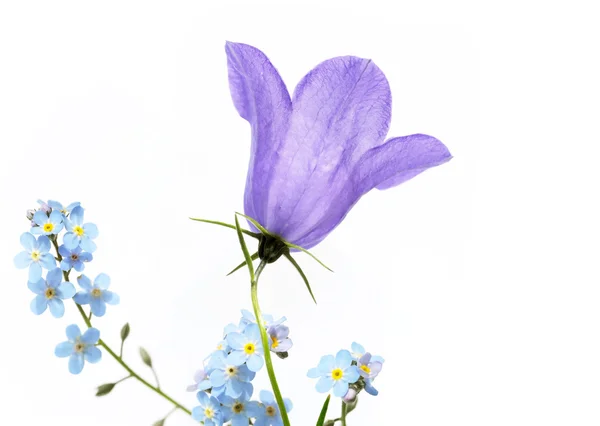 Flora mot vit bakgrund. användbar designelement. — Stockfoto