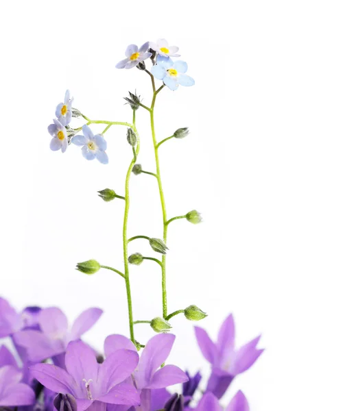 Flora contra fundo branco. elemento de design útil . — Fotografia de Stock