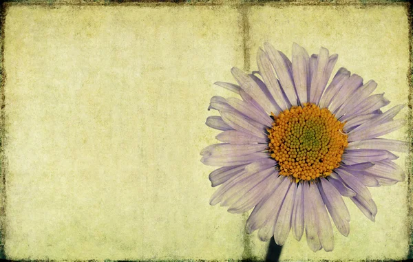 Прекрасне зображення тла з квітковими елементами. корисний елемент дизайну . — стокове фото