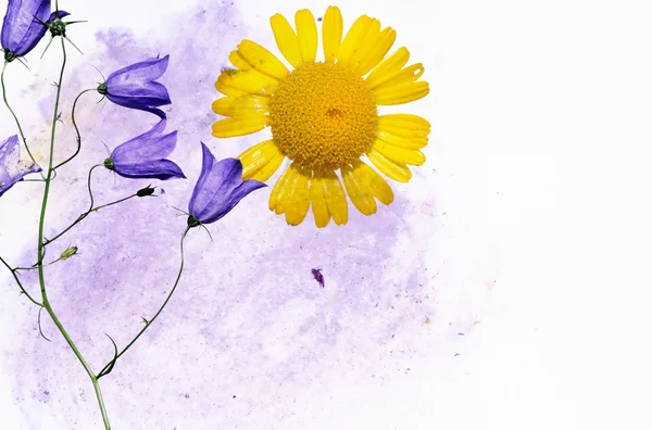 色彩丰富的插画与花卉元素。有用的设计元素. — 图库照片