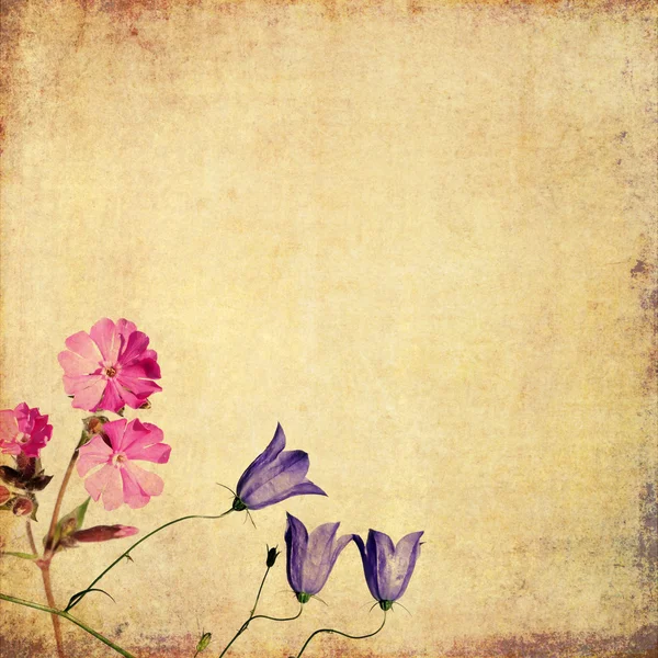 花の要素と素敵な背景イメージです。便利なデザイン要素. — ストック写真