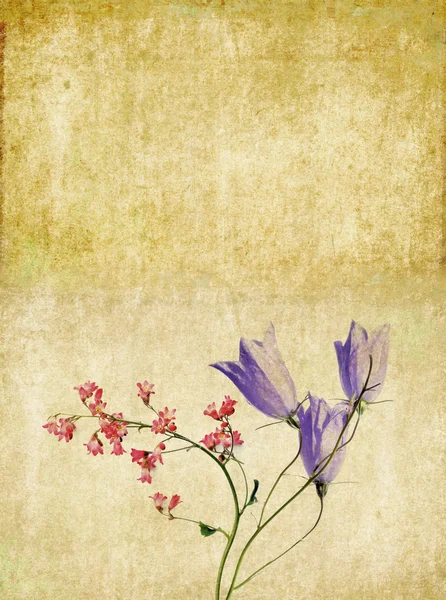 Mooie achtergrondafbeelding met florale elementen. nuttige ontwerpelement. — Stockfoto