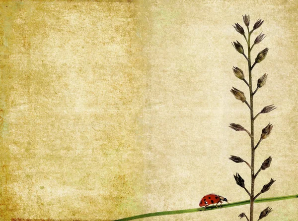 Mooie achtergrondafbeelding met lieveheersbeestje en floral elementen. nuttige ontwerpelement. — Stockfoto