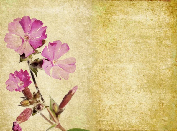 Schönes Hintergrundbild mit floralen Elementen. Nützliches Gestaltungselement. — Stockfoto
