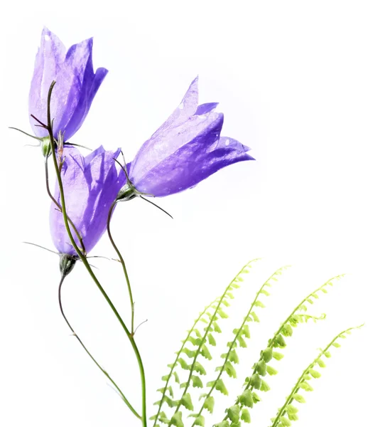 Flora su sfondo bianco. elemento di design utile — Foto Stock