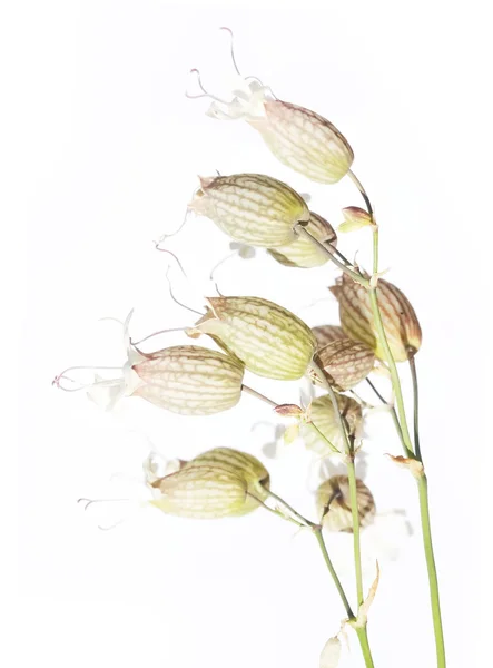 Flora contra fundo branco. elemento de design útil — Fotografia de Stock