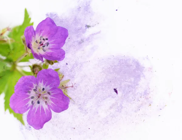 Fargerik illustrasjon med blomsterelementer. nyttig prosjekteringselement . – stockfoto