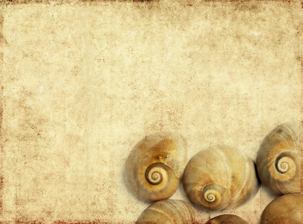 海贝壳上的可爱背景图像关闭。有用的设计元素. — 图库照片