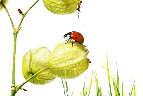 Härlig bakgrundsbild med ladybird och blommig element. användbar designelement. — Stockfoto