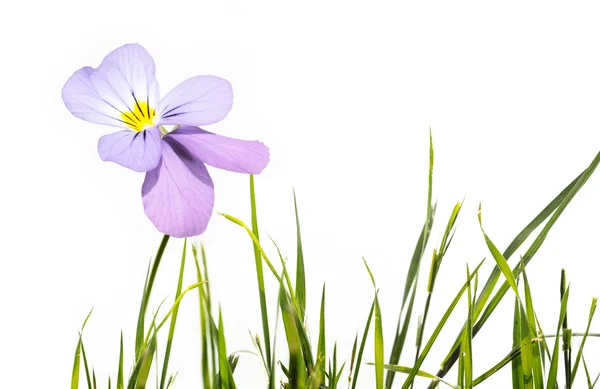 Flora primavera — Fotografia de Stock