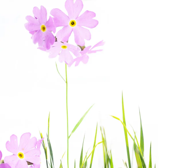 Flora de primavera — Foto de Stock