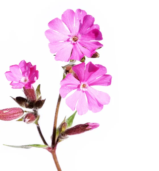Flora primavera — Fotografia de Stock